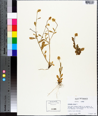 Polygala lutea image