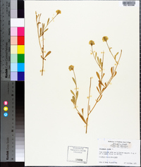 Polygala lutea image