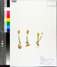 Polygala lutea image