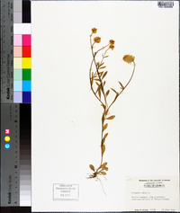 Polygala lutea image