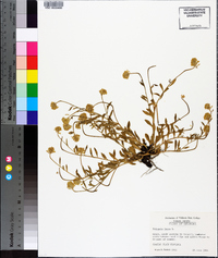 Polygala lutea image