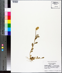 Polygala lutea image