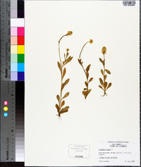 Polygala lutea image