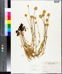 Polygala lutea image