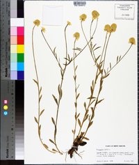 Polygala lutea image