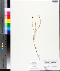 Polygala mariana image