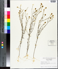 Polygala mariana image