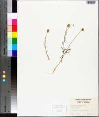 Polygala mariana image