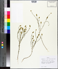 Polygala nuttallii image