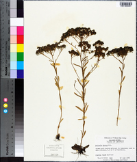 Polygala ramosa image