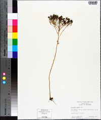 Polygala ramosa image