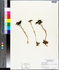 Polygala ramosa image