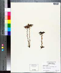 Polygala ramosa image