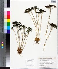 Polygala ramosa image