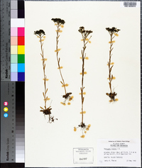 Polygala ramosa image