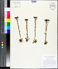 Polygala ramosa image