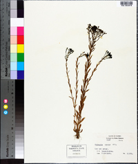 Polygala ramosa image