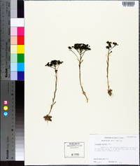 Polygala ramosa image