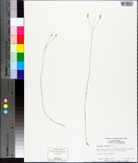 Polygala setacea image