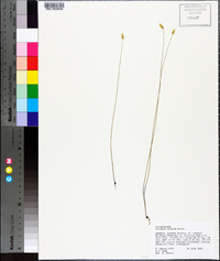 Polygala setacea image