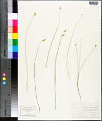 Polygala setacea image