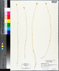 Polygala setacea image