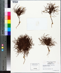 Centrostegia thurberi image