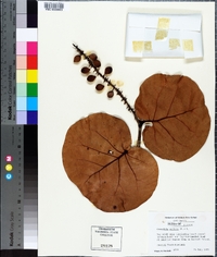 Coccoloba uvifera image