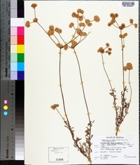 Eriogonum fasciculatum image