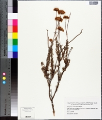 Eriogonum fasciculatum image