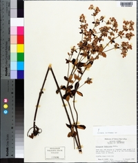 Eriogonum tomentosum image