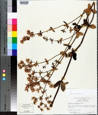 Eriogonum tomentosum image