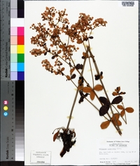 Eriogonum tomentosum image