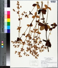 Eriogonum tomentosum image