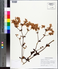 Eriogonum tomentosum image