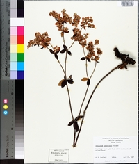 Eriogonum tomentosum image