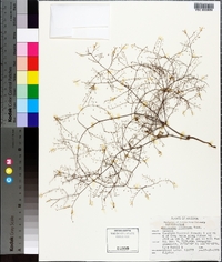 Eriogonum trichopes image