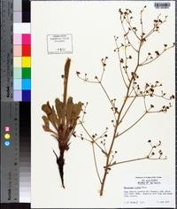 Eriogonum alatum image