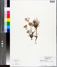 Eriogonum pauciflorum image