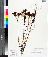 Eriogonum multiflorum image