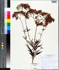 Eriogonum multiflorum image