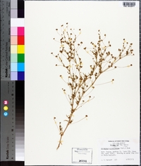 Stenogonum salsuginosum image