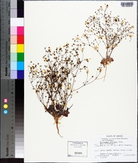 Eriogonum thurberi image