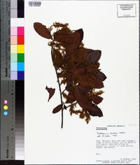 Leptogonum domingensis image