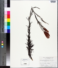 Polygonella fimbriata image