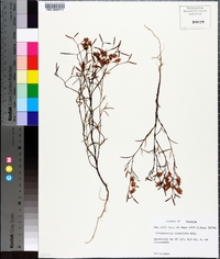 Polygonella fimbriata image