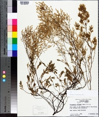 Polygonella polygama image