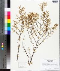 Polygonella polygama image