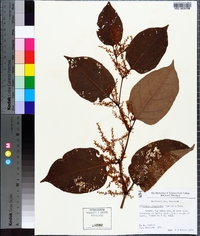 Reynoutria japonica image