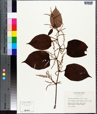 Reynoutria japonica image